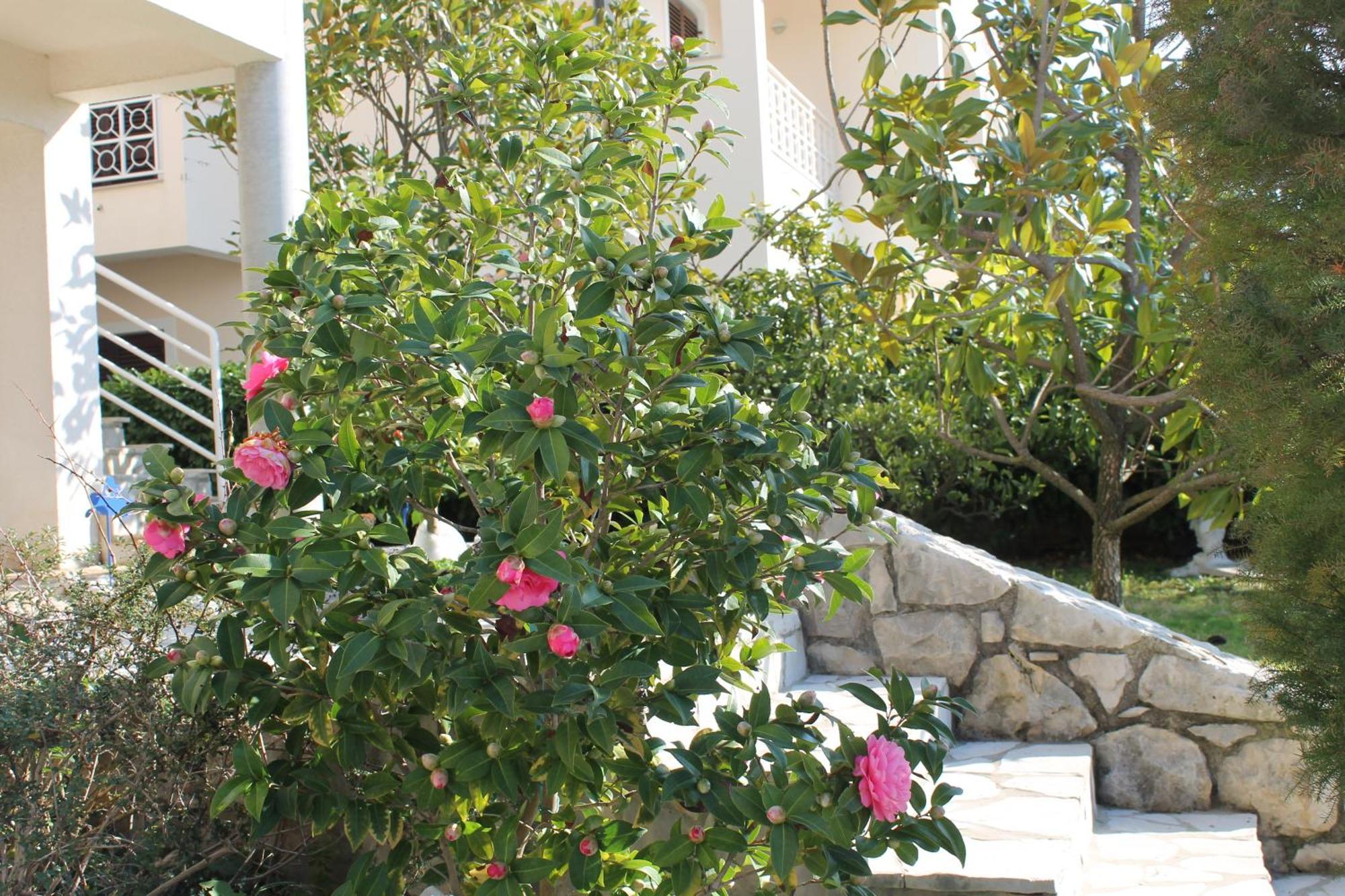 Apartments Vila Marica Rabac Eksteriør billede